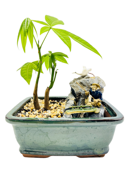 Rock Feature Twin Trunk Indoor Guiana Chestnut “Pachira Aquatica” Bonsai Tree 7 Inch 发财树