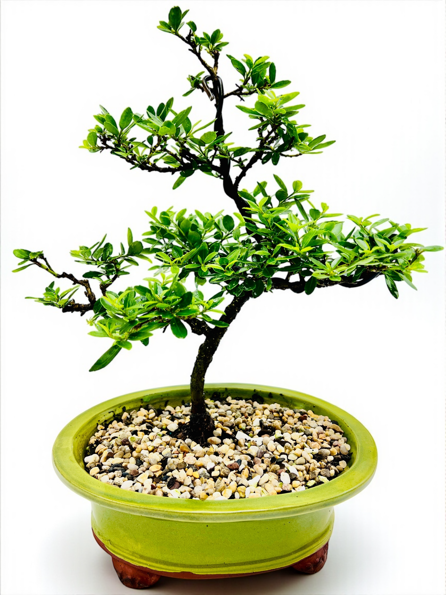 10 Inch Japanese Dwarf Holly Bonsai Tree - Green Oval Pot