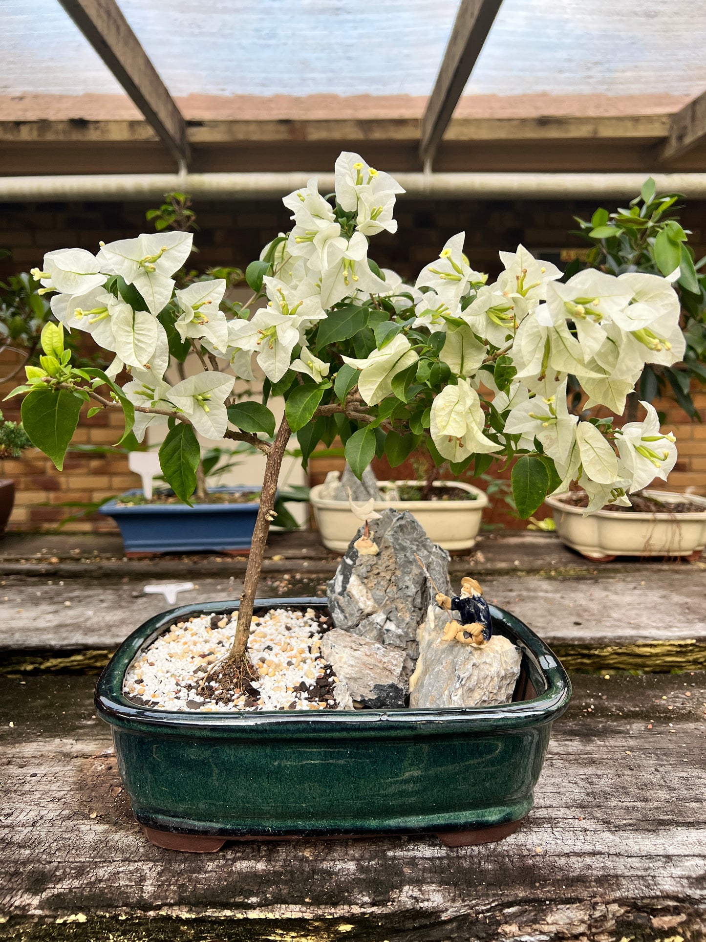 Rock Feature White Bougainvillea 12 Inch - Bonsai Gifts Nursery