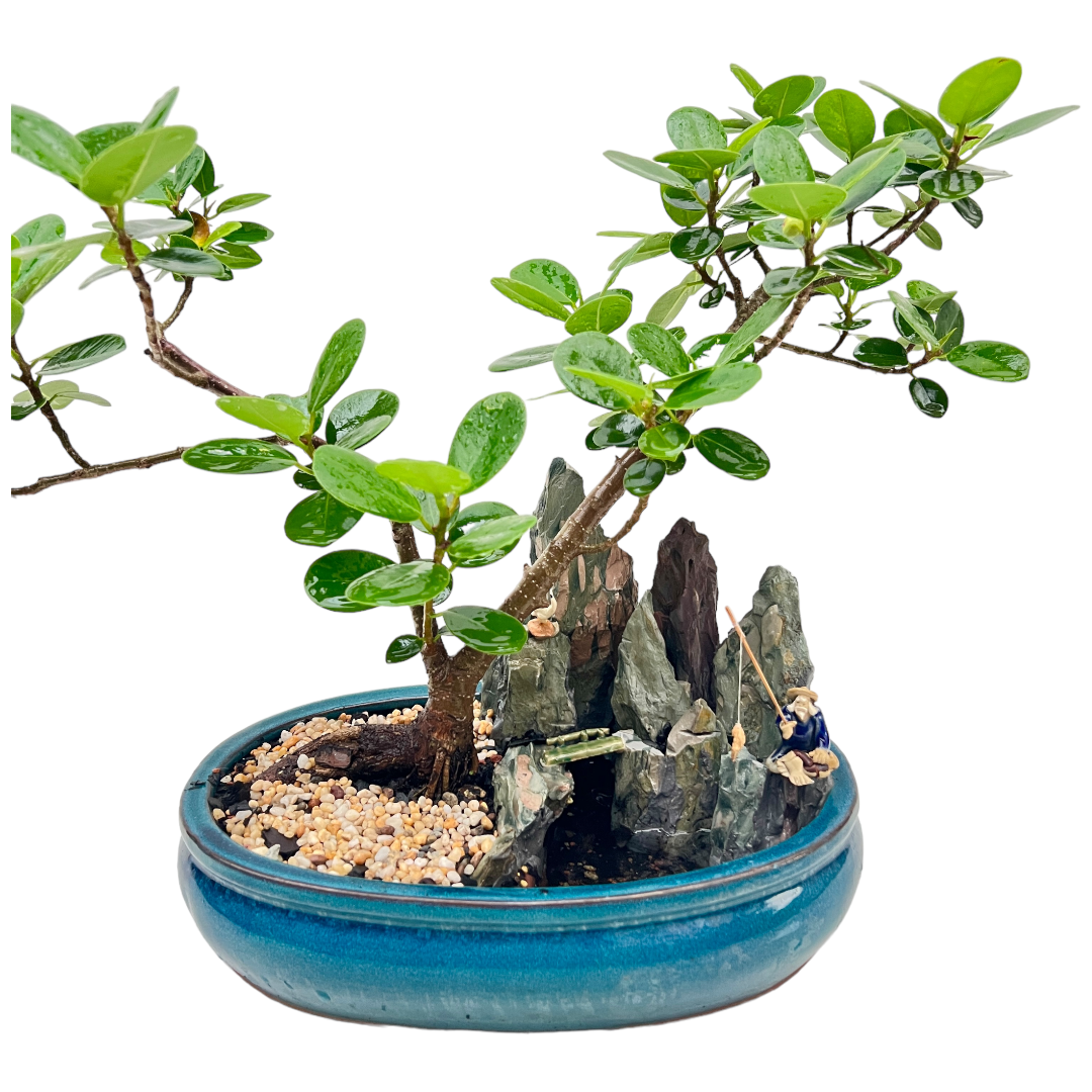 Green Island Fig Native Aussie Bonsai Tree 12 Inch - Bonsai Gifts Nursery