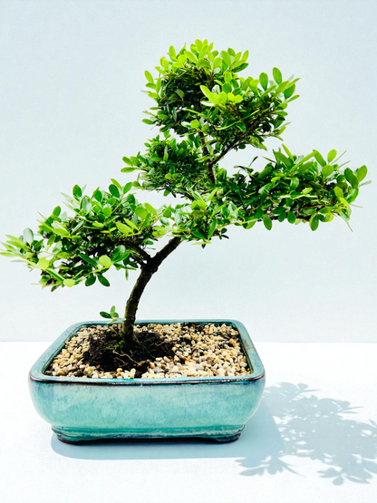 10 Inch Japanese Dwarf Holly Bonsai Tree - Slant Style Turquoise Pot
