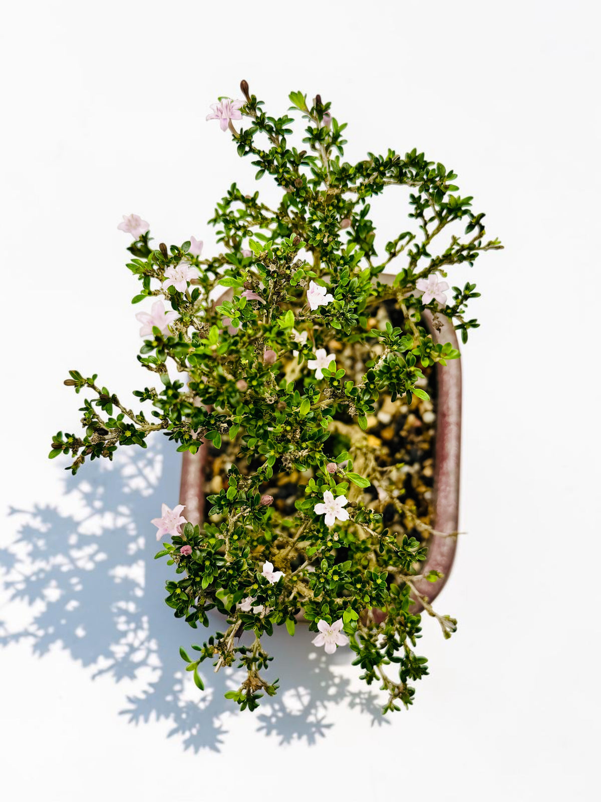 8 Inch Japanese Kyoto Serissa Bonsai Tree - Pink White Flowers