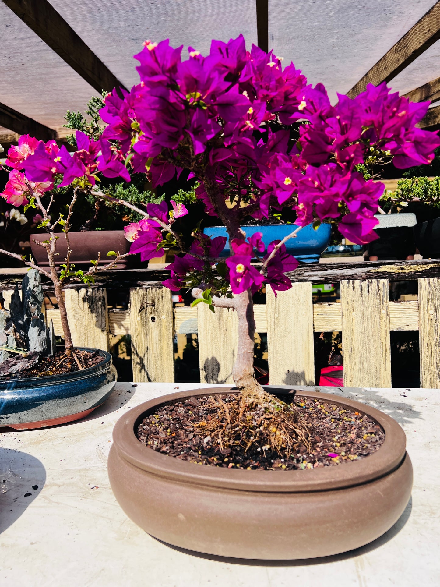 12” Pink Flowering Bougainvillea Bonsai Tree