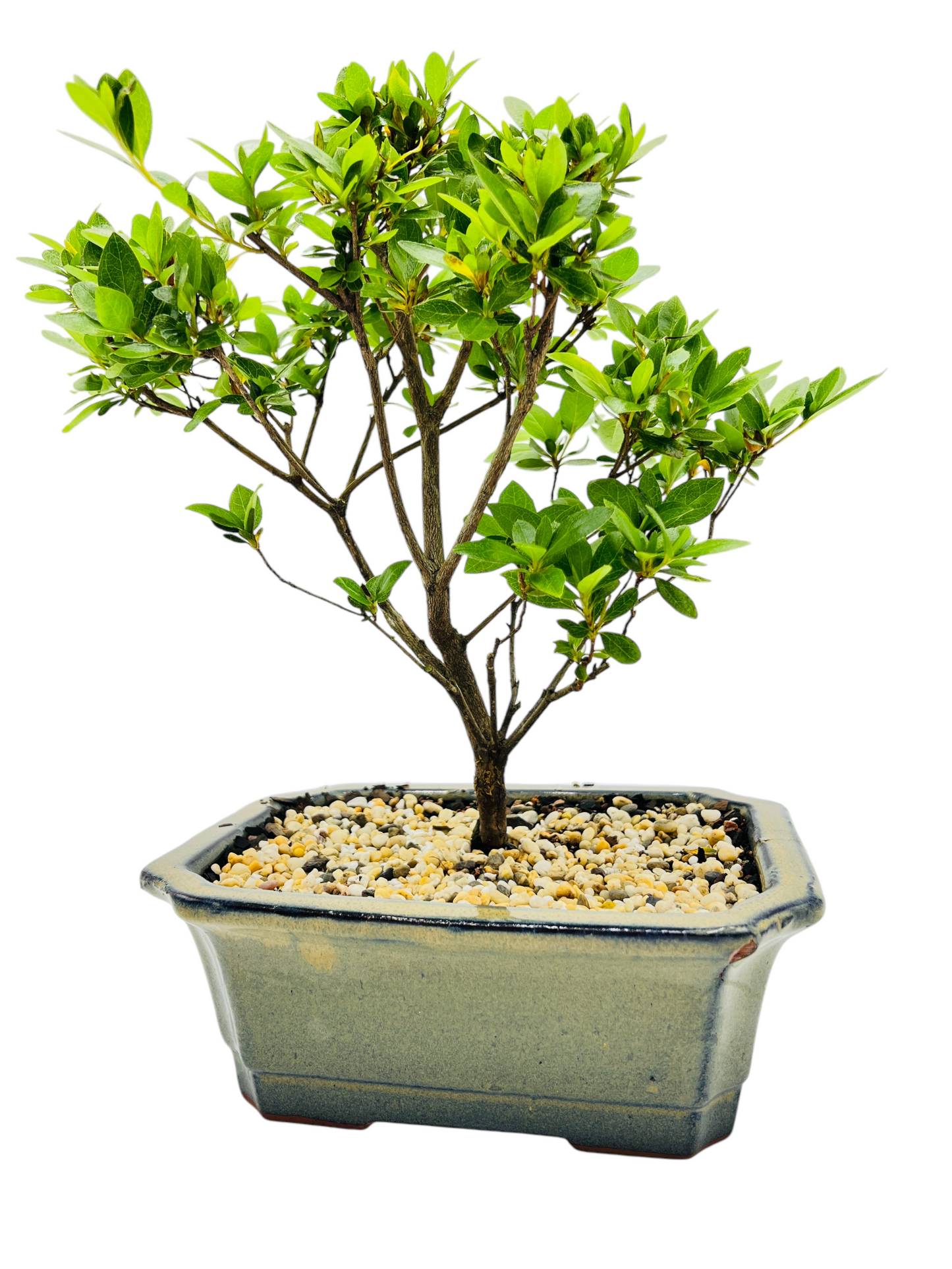 8” Japanese Satsuki Azalea Bonsai Tree