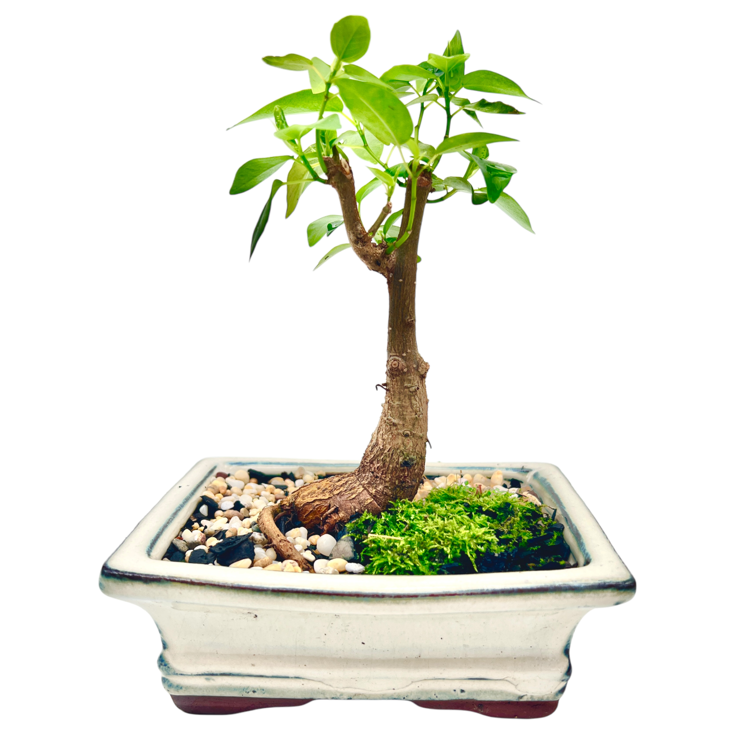 Small Leaf Fig Bonsai Tree 6 Inch - Bonsai Gifts Nursery