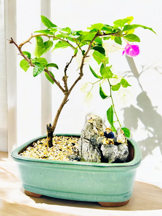 Rock Feature White/Pink Bougainvillea Bonsai Tree 12 Inch