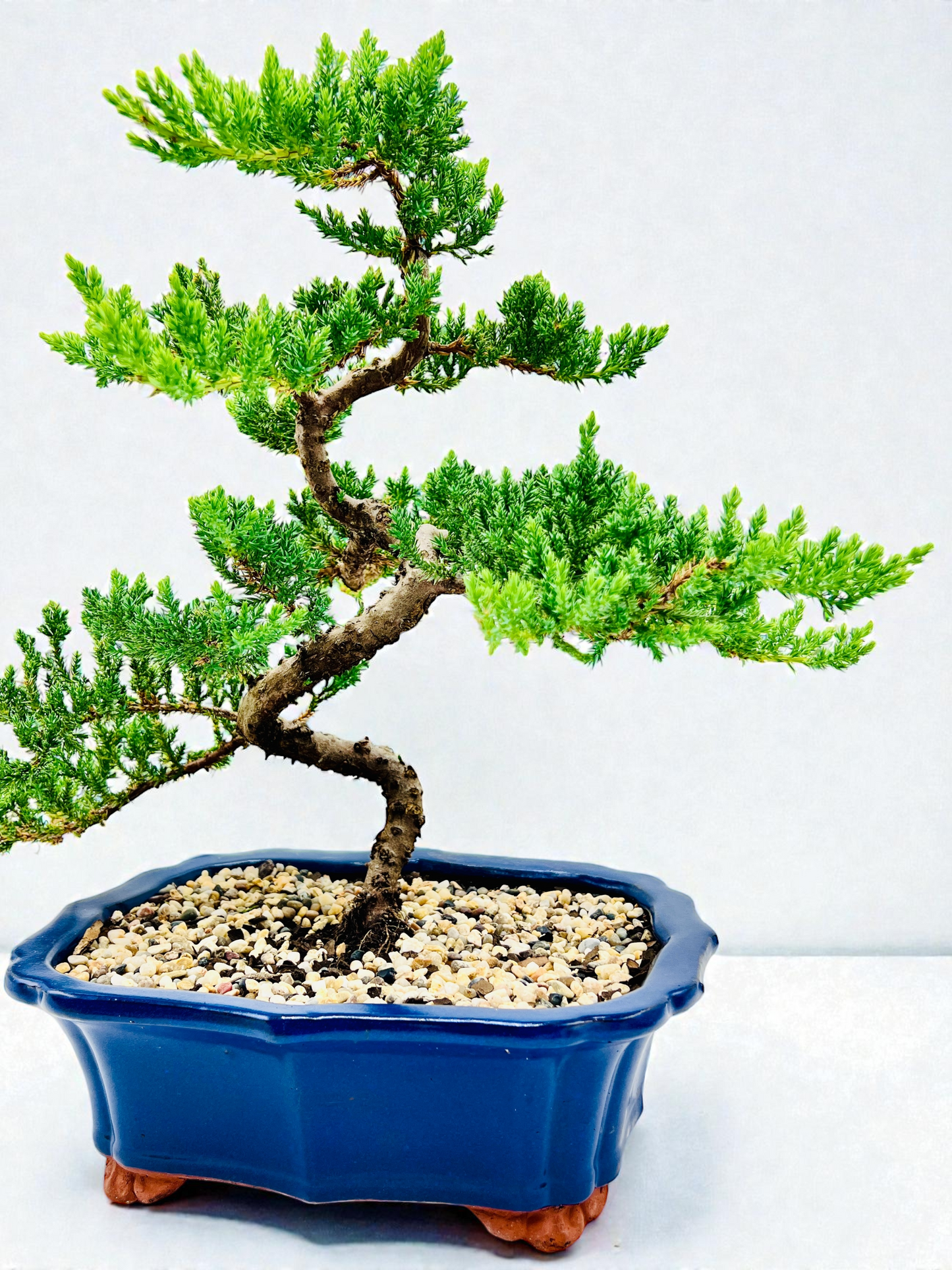 Advanced Twisted Trunk Juniper Squamata Bonsai Tree