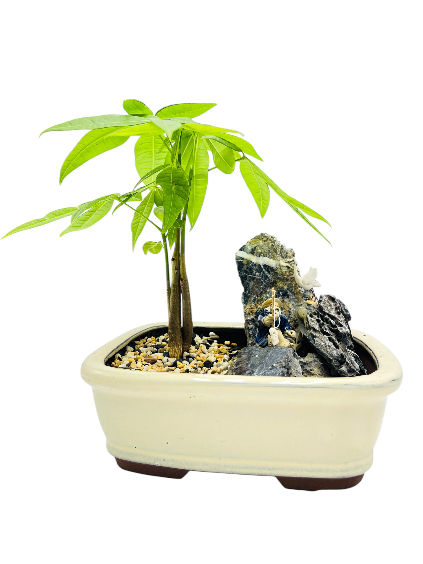 Rock Feature Triple Trunk Indoor Guiana Chestnut “Pachira Aquatica” Bonsai Tree 8 Inch 发财树