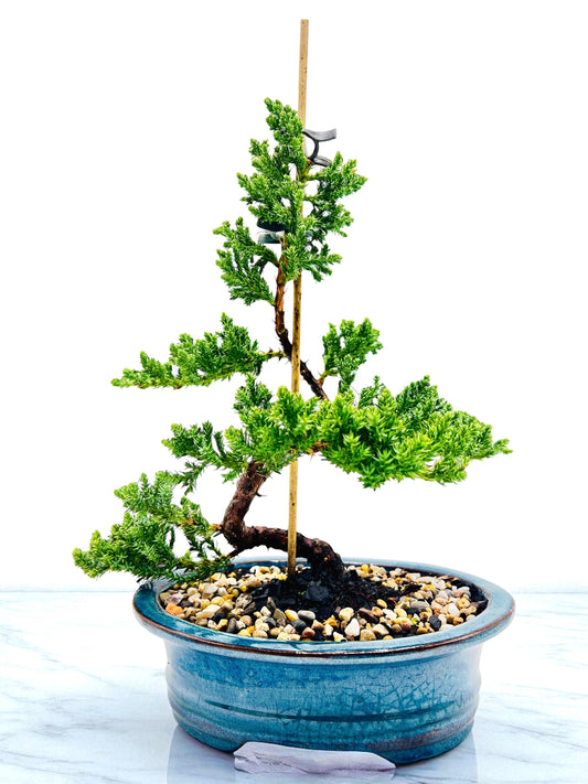 8 Inch Juniper Squamata Bonsai Tree - Teal Oval Pot