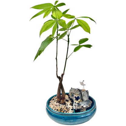 Rock Feature Double Trunk Twisted Indoor Guiana Chestnut “Pachira Aquatica” Bonsai Tree 10 Inch 发财树 - Bonsai Gifts Nursery