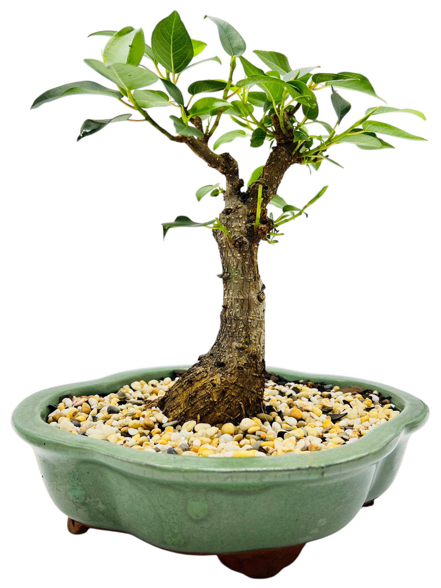 8 Inch Small Leaf Fig Bonsai Tree