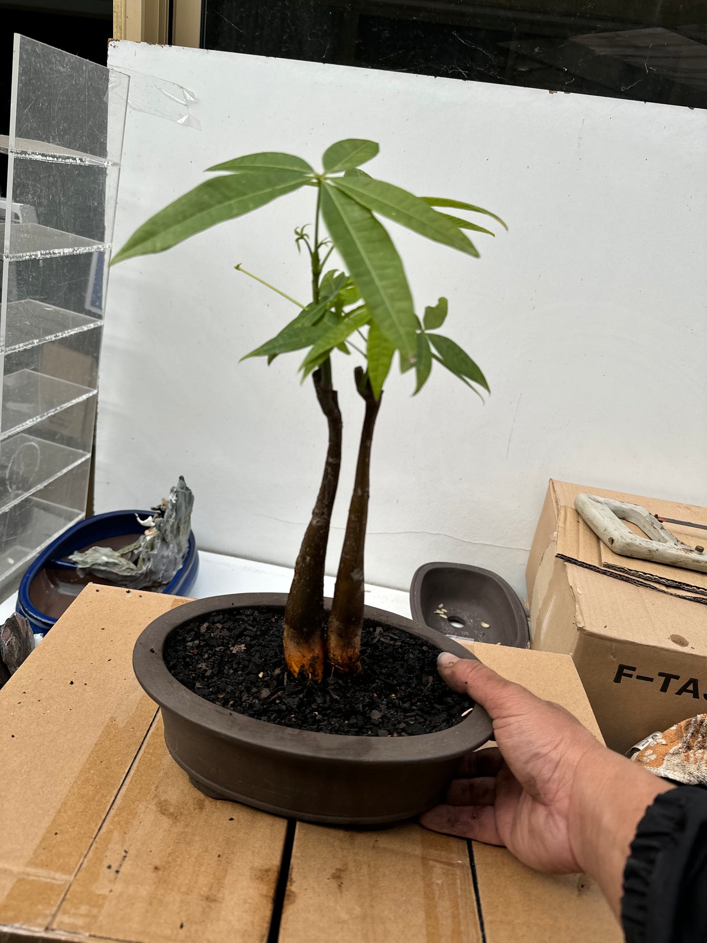 5 Leaves Twin Trunk Indoor Guiana Chestnut “Pachira Aquatica” Bonsai Tree 8 Inch 发财树