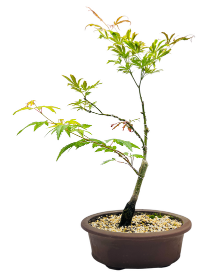 Japanese Maple 12 Inch