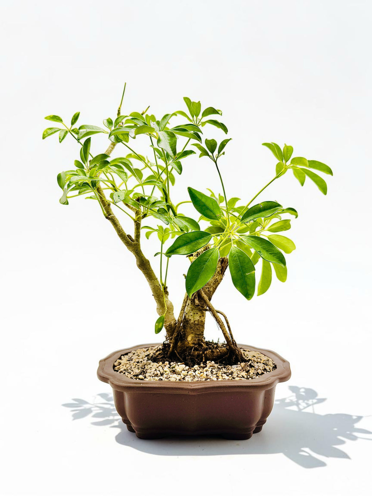 2009 Umbrella Tree Bonsai – Mature Trunk & Exposed Roots
