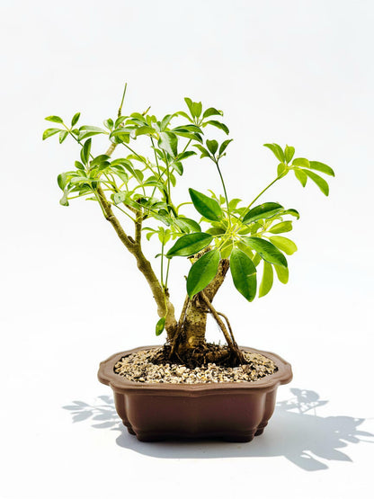 2009 Umbrella Tree Bonsai – Mature Trunk & Exposed Roots
