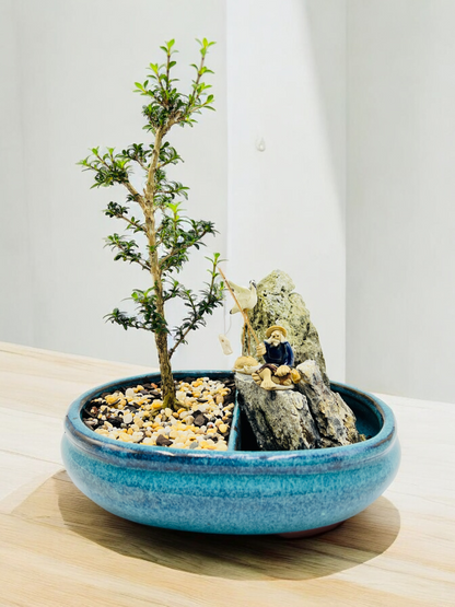 8 Inch Rock Feature Japanese Kyoto Serissa Bonsai Tree