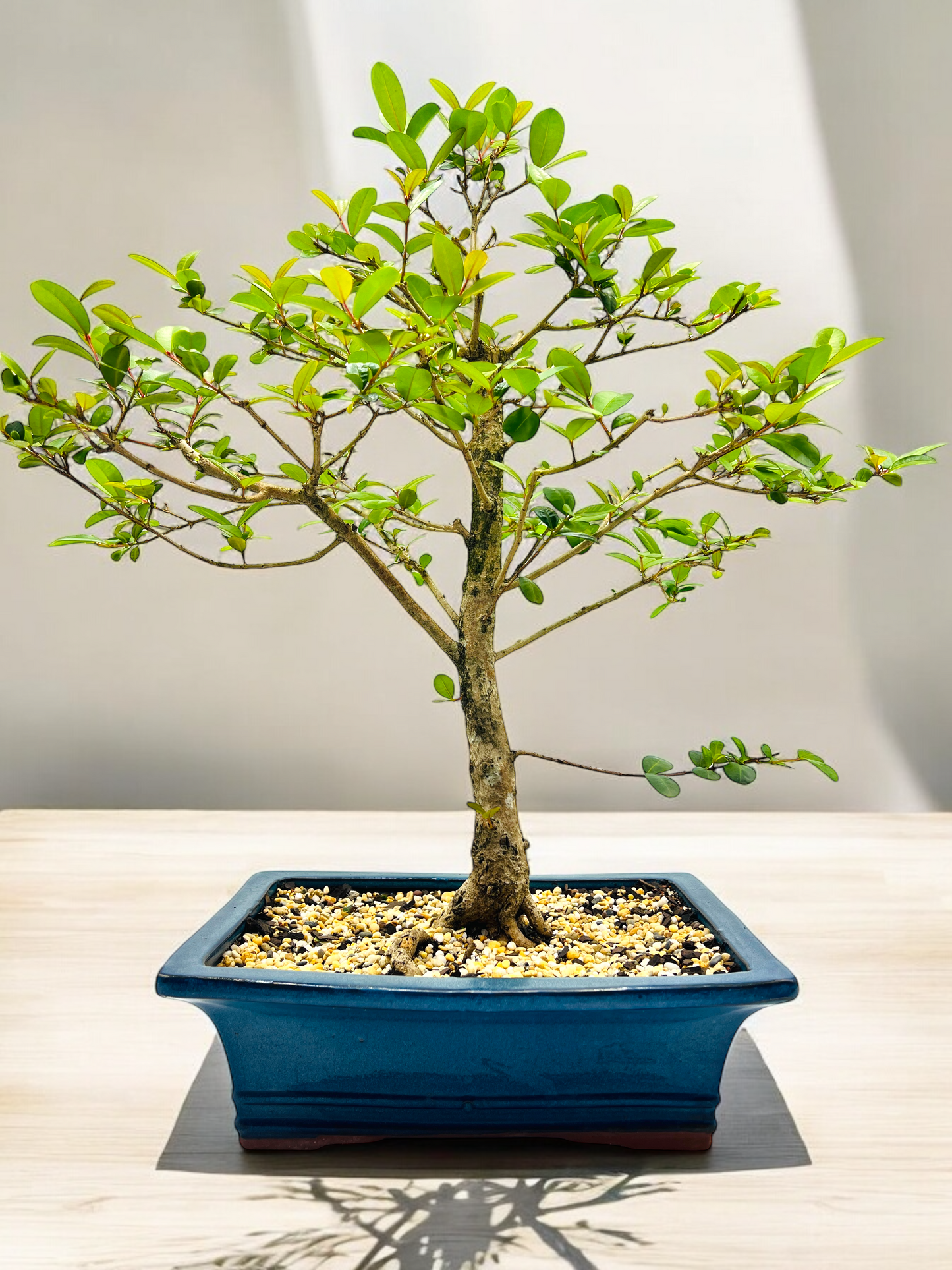 12” Lilly Pilly Bonsai Tree 11 Years Old 60cm Tall