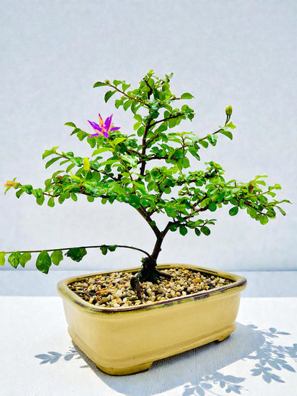 10 Inch Lavender Star Bonsai Tree