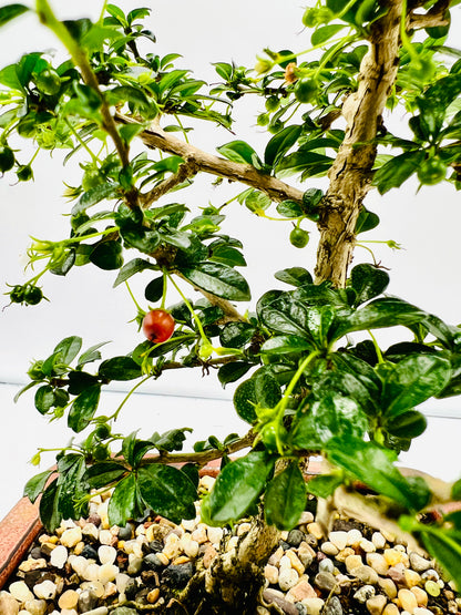 8” Fukien Tea Bonsai Tree