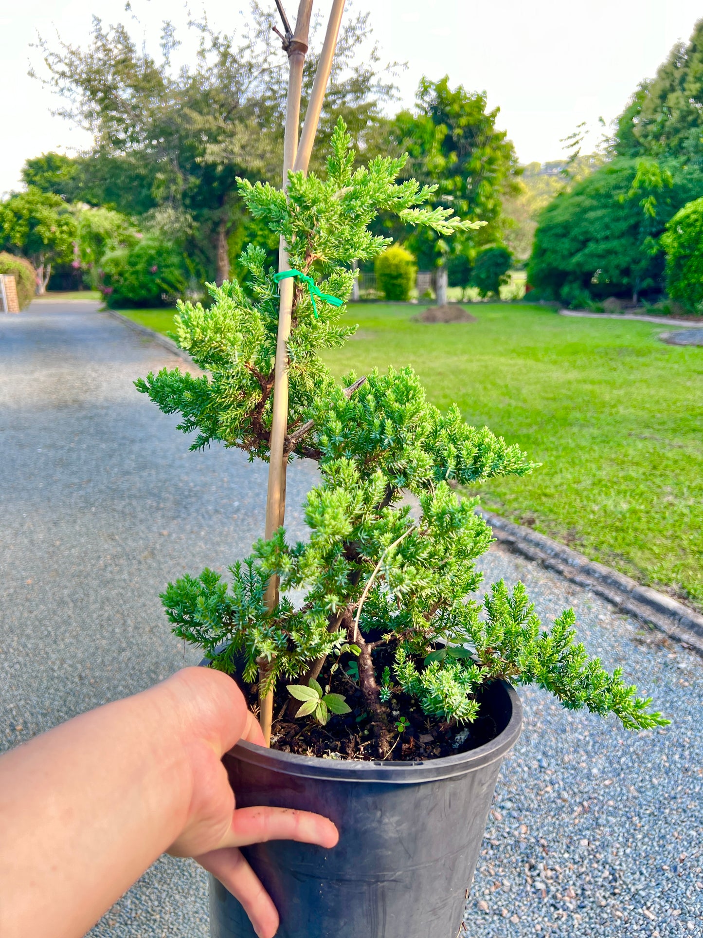 8 Inch Twisted Staked Juniper DIY Pre Bonsai Tree - Bonsai Gifts Nursery