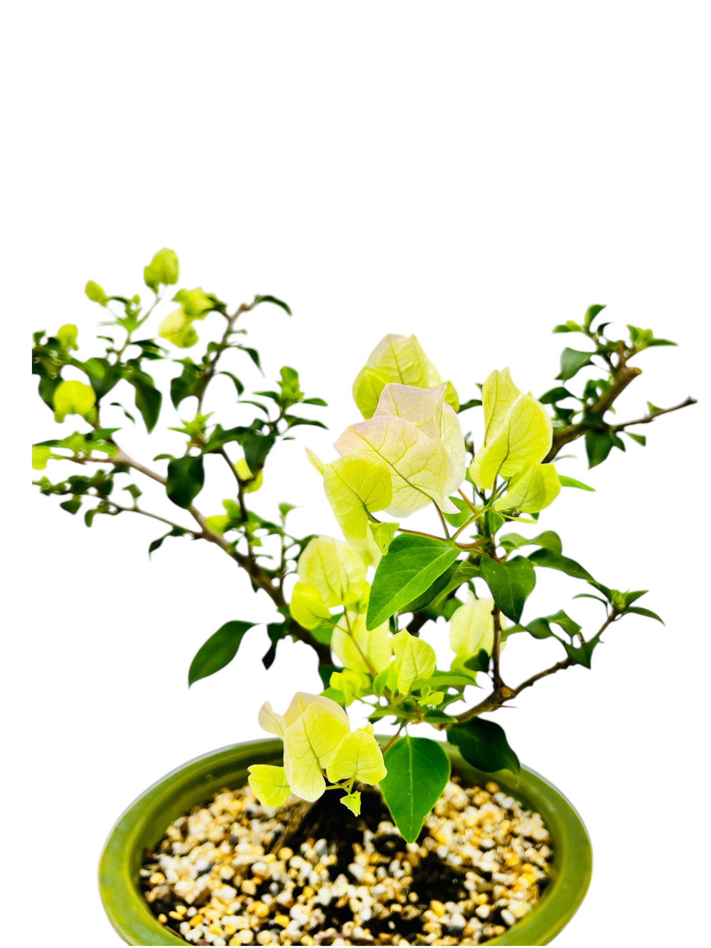 10” White/Pink Flowering Bougainvillea Bonsai Tree