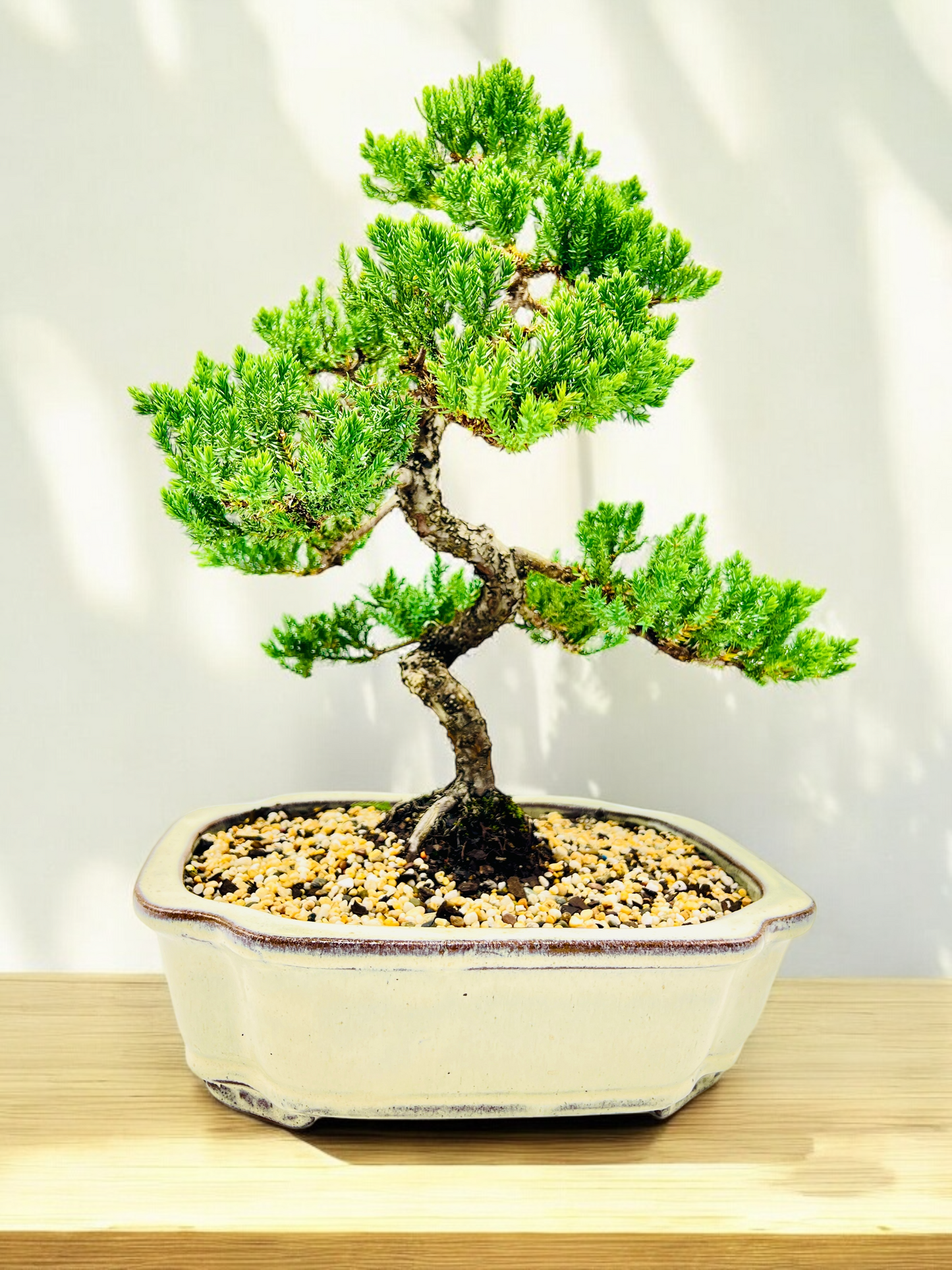 Advanced Twisted Trunk Juniper Squamata Bonsai Tree