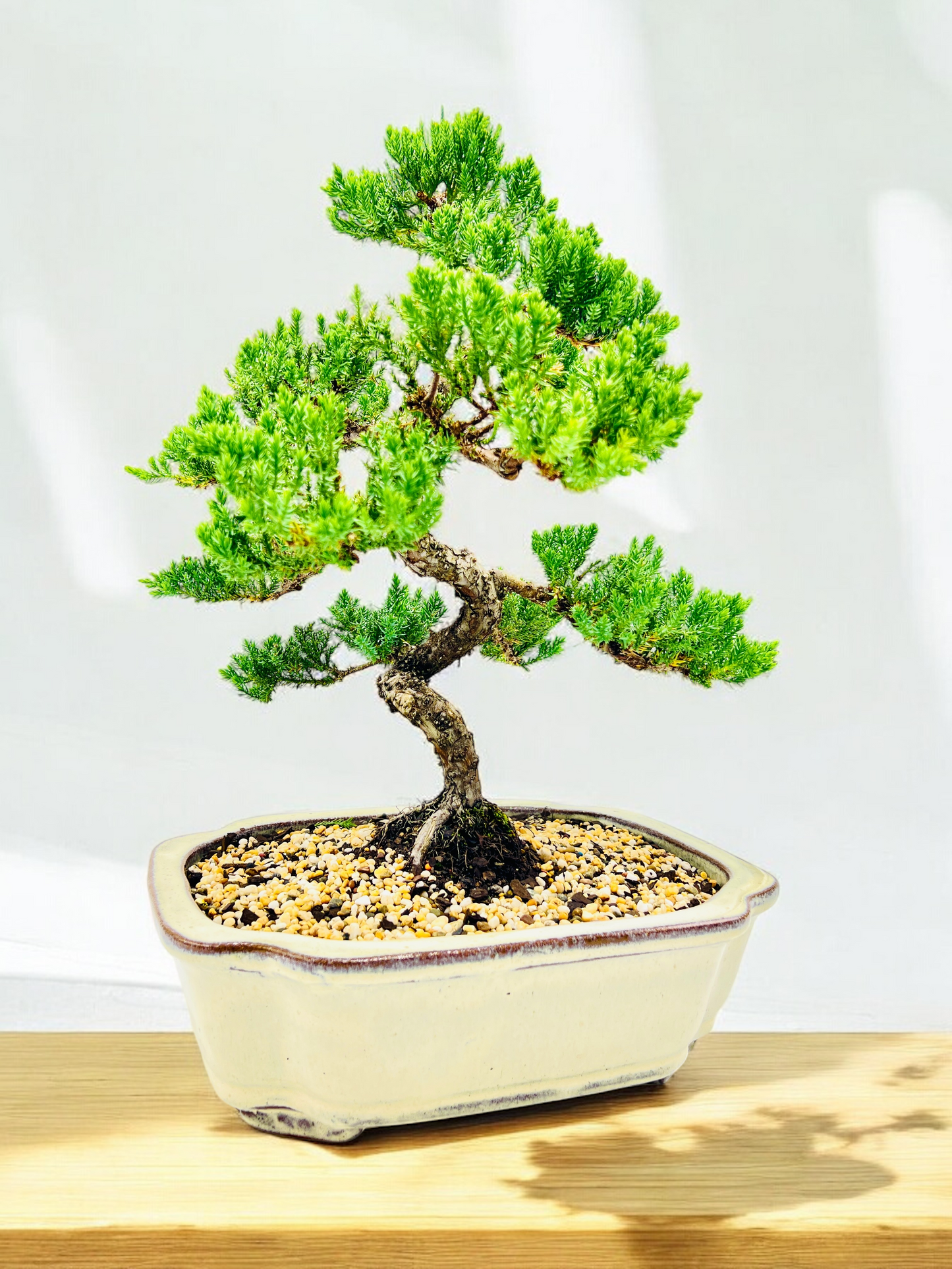 Advanced Twisted Trunk Juniper Squamata Bonsai Tree