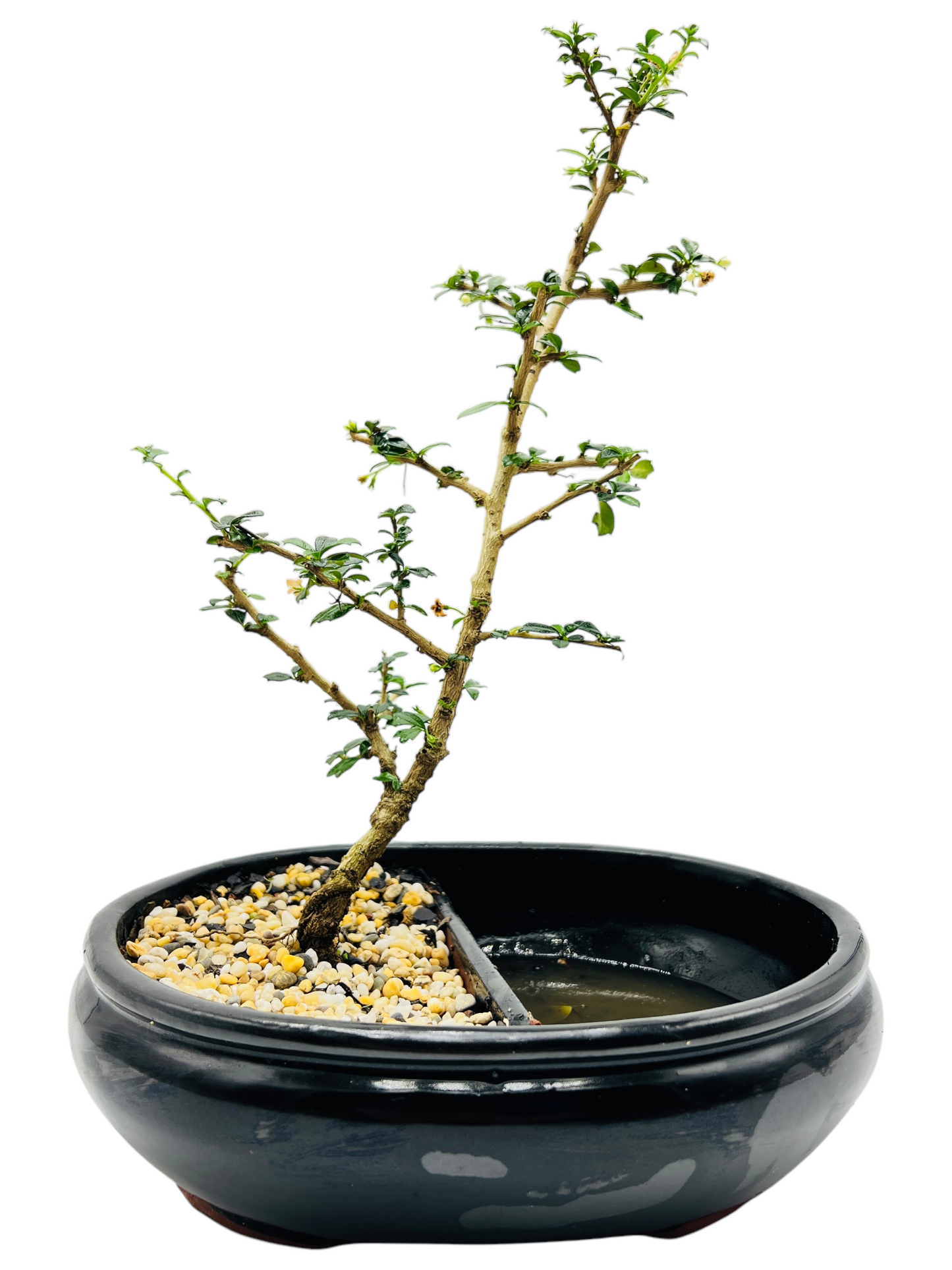 Fukien Tea 10” Bonsai Tree