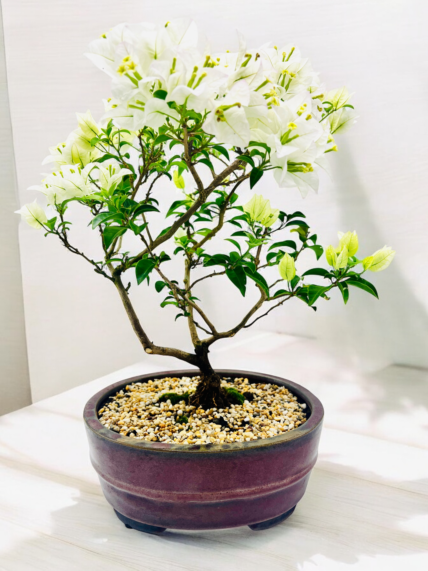 10” White Bougainvillea Bonsai Tree 6 Years Old 50cm Tall