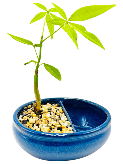 Indoor Guiana Chestnut “Pachira Aquatica” Bonsai Tree With Water Side 发财树