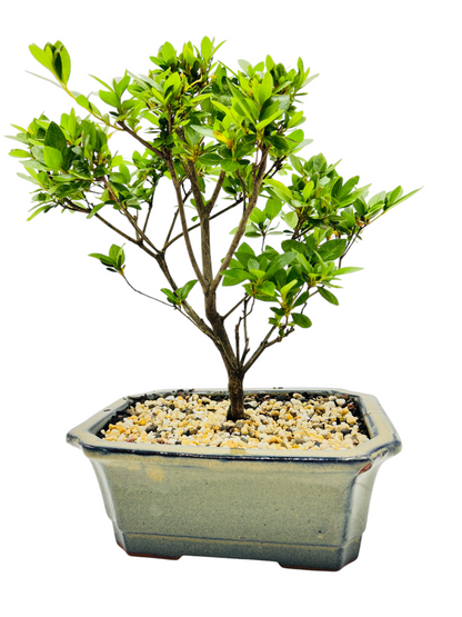 8” Japanese Satsuki Azalea Bonsai Tree