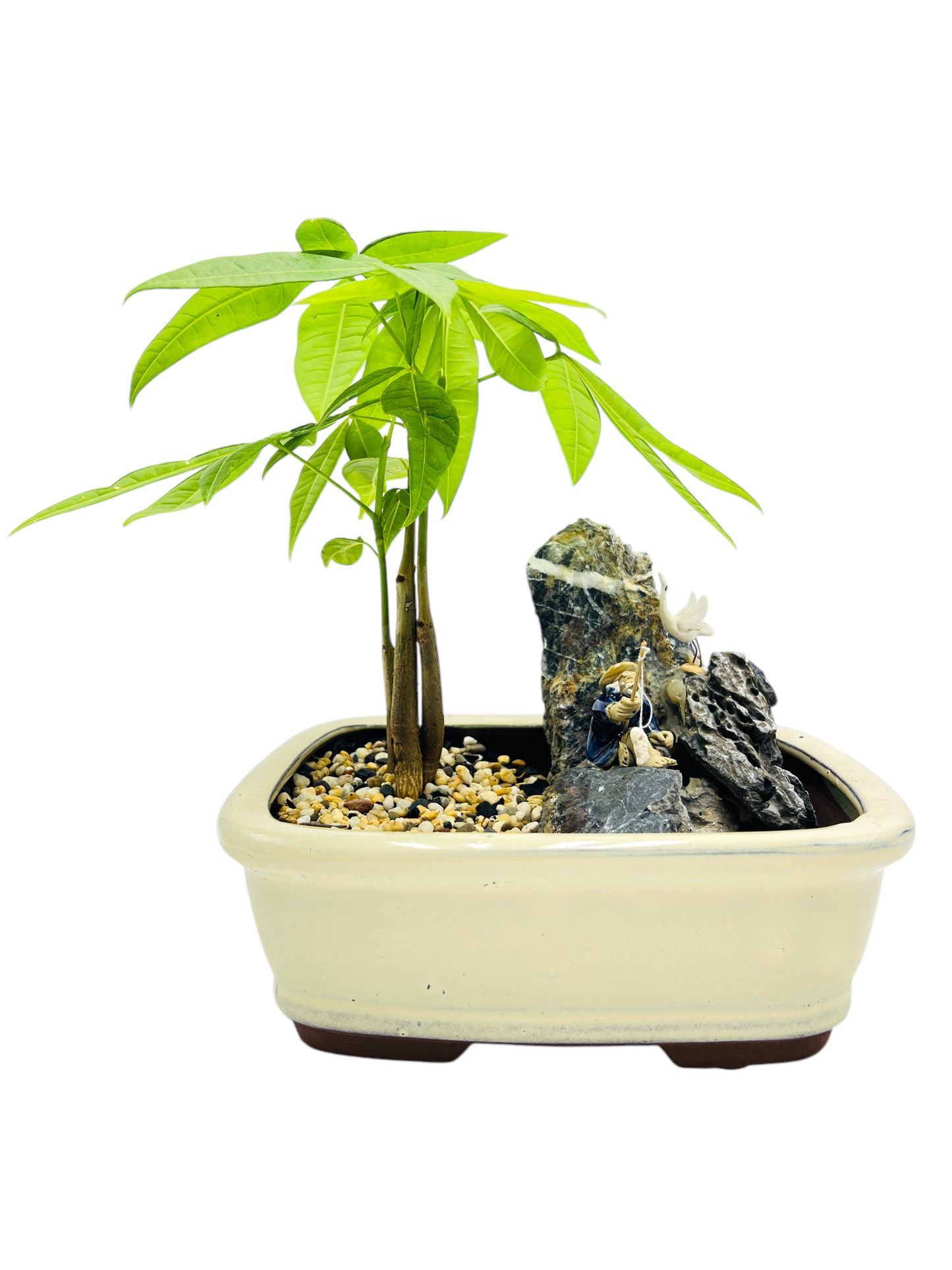 Rock Feature Triple Trunk Indoor Guiana Chestnut “Pachira Aquatica” Bonsai Tree 8 Inch 发财树