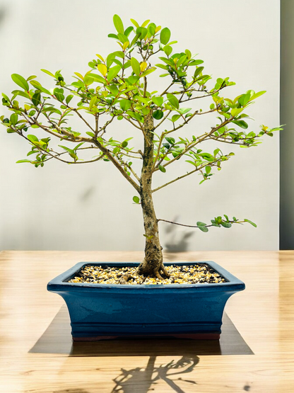 12” Lilly Pilly Bonsai Tree 11 Years Old 60cm Tall