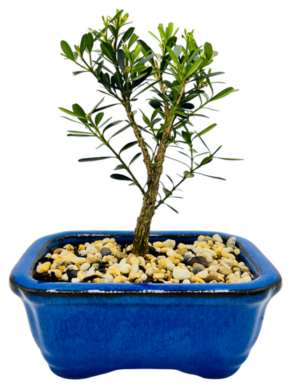 4” Harlandii Buxus Mame Mini Bonsai Tree