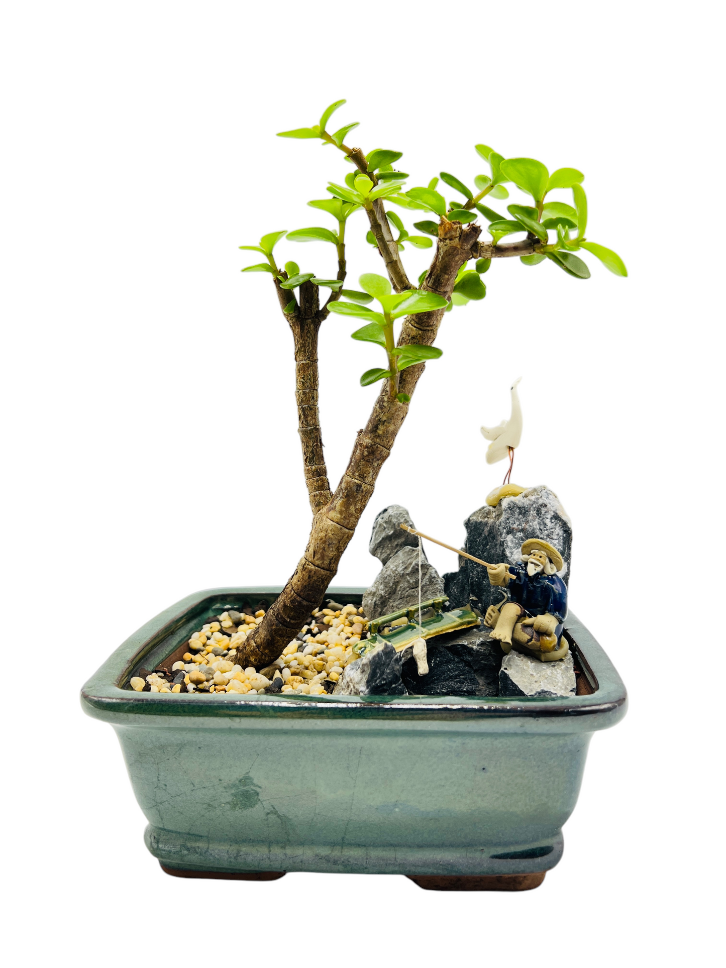 Rock Feature Jade Money Tree Bonsai 7 Inch