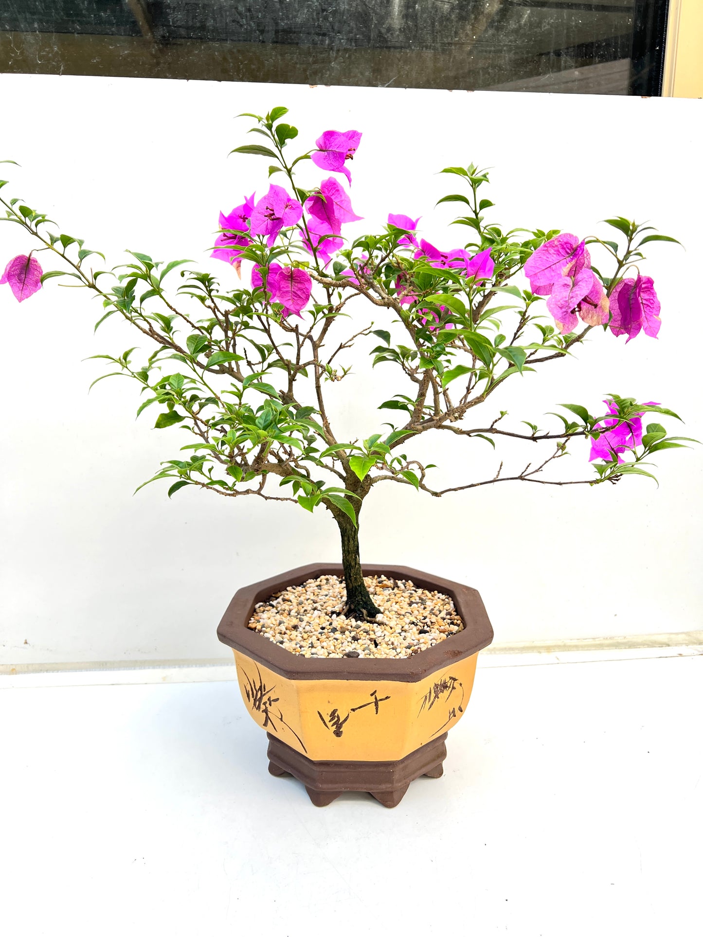 Purple Bougainvillea 8 Years Old 62cm Tall - Bonsai Gifts Nursery