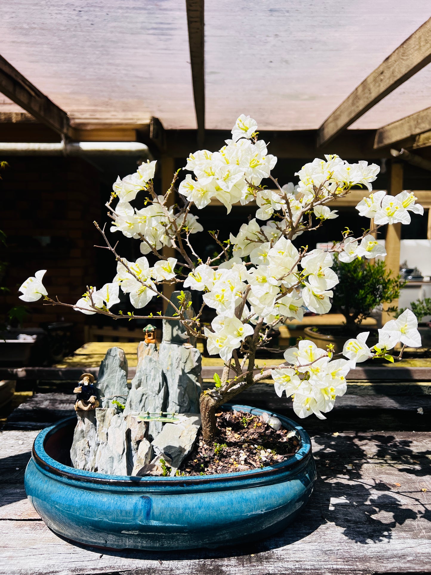 14 Inch Large White Flowering Bougainvillea Rock Feature Bonsai Tree