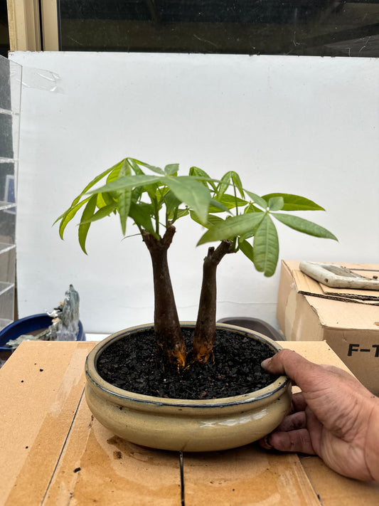 5 Leaves Twin Trunk Indoor Guiana Chestnut “Pachira Aquatica” Bonsai Tree 8 Inch 发财树