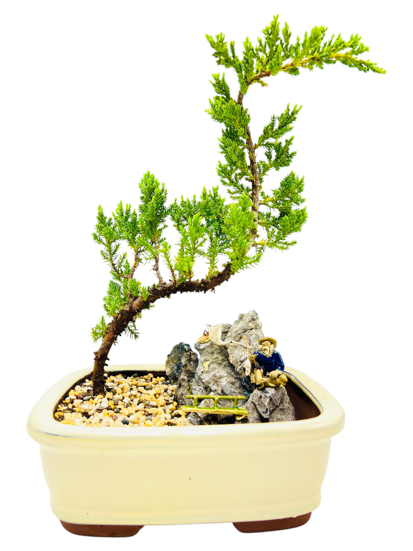 8 Inch Juniper Bonsai Tree With Rock Feature (Rectangular)