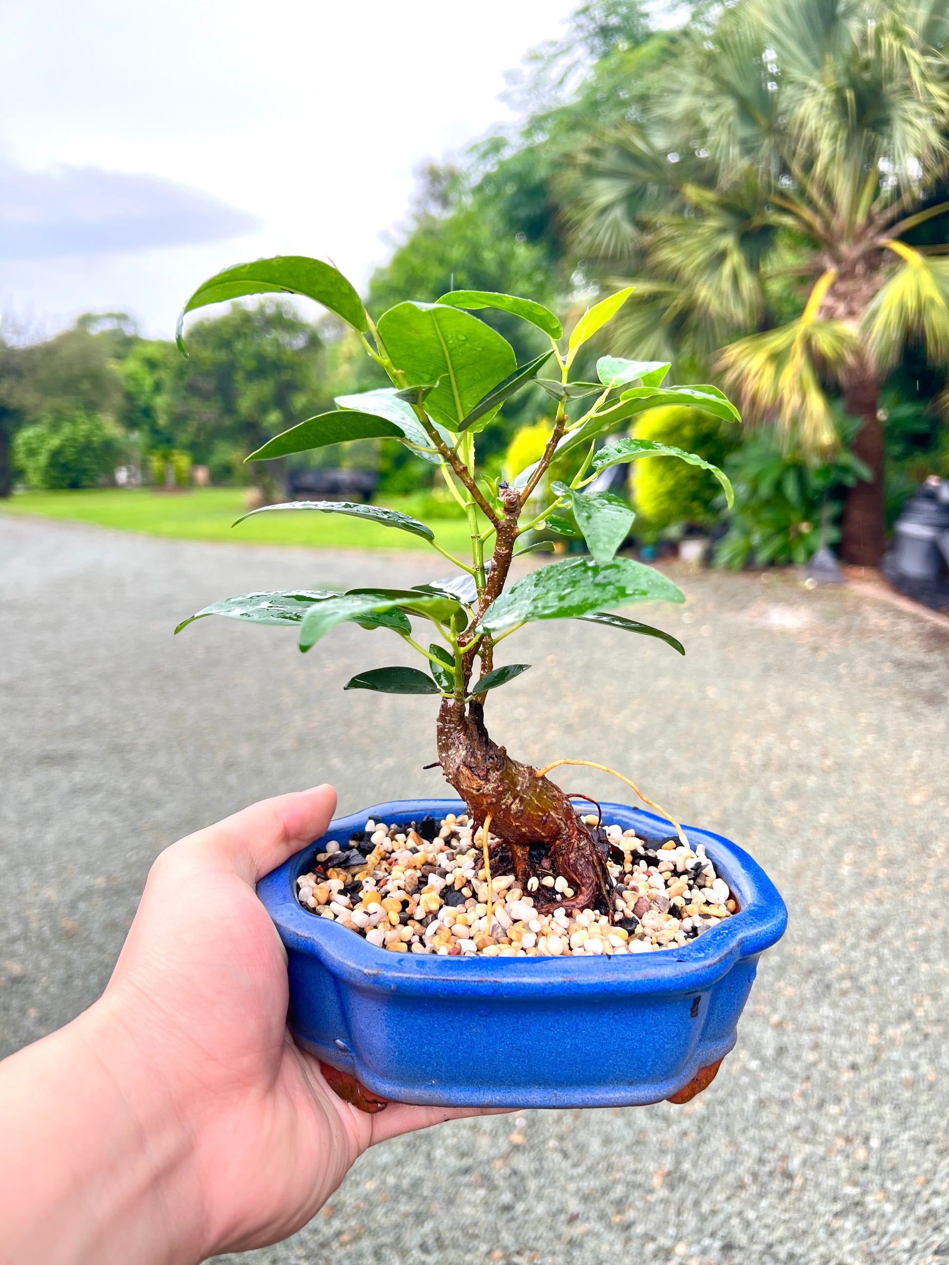 Small Leaf Fig Bonsai Tree 6 Inch - Bonsai Gifts Nursery