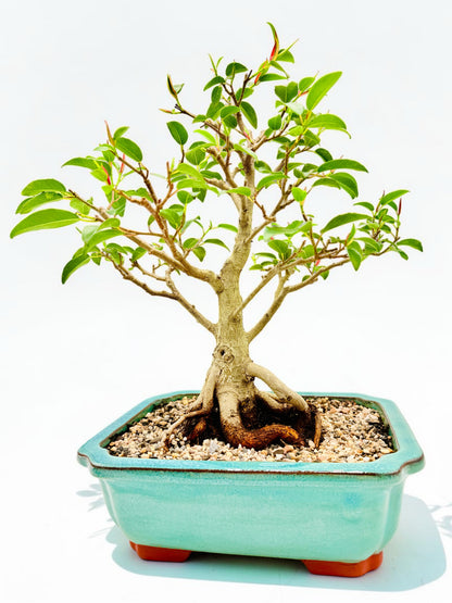 2011 Small Leaf Fig Bonsai Tree - Aqua Rectangular Pot