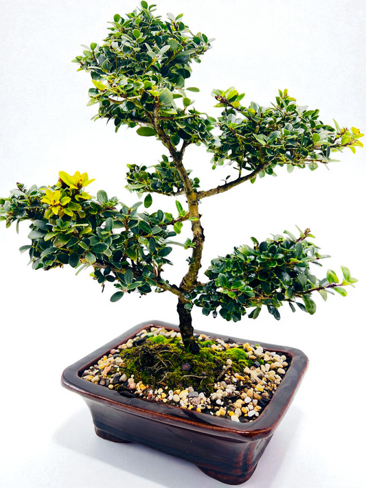 8 Inch Japanese Dwarf Holly Cloud Style Bonsai Tree - Black Rectangle Pot