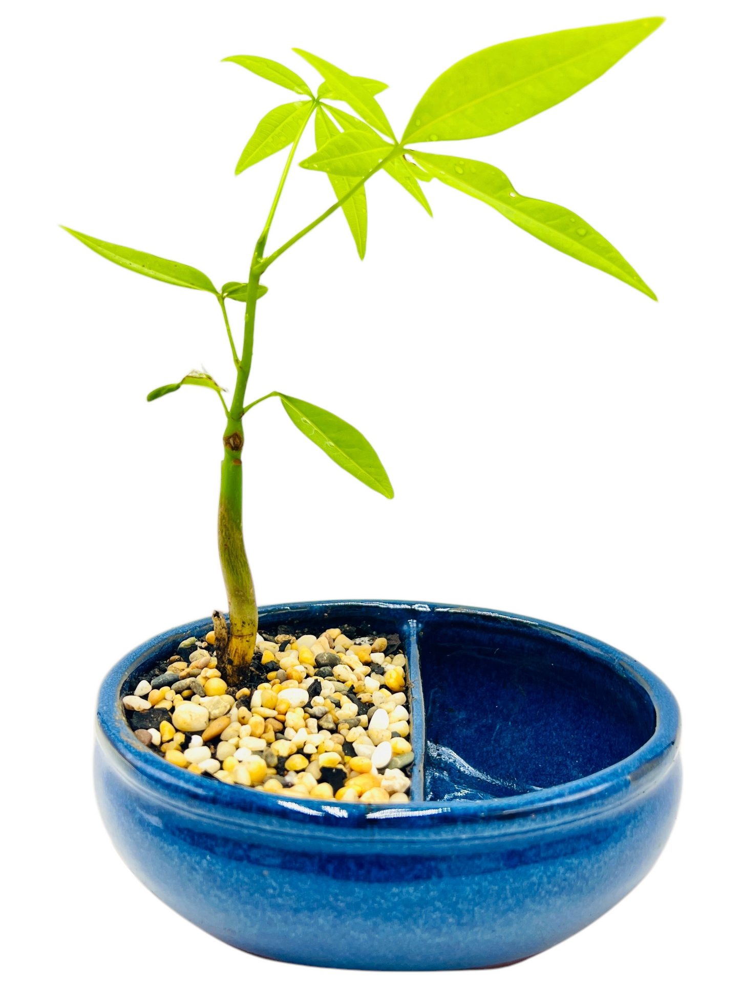 Indoor Guiana Chestnut “Pachira Aquatica” Bonsai Tree With Water Side 发财树