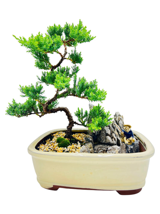 12 Inch Juniper Bonsai Tree With Rock Feature