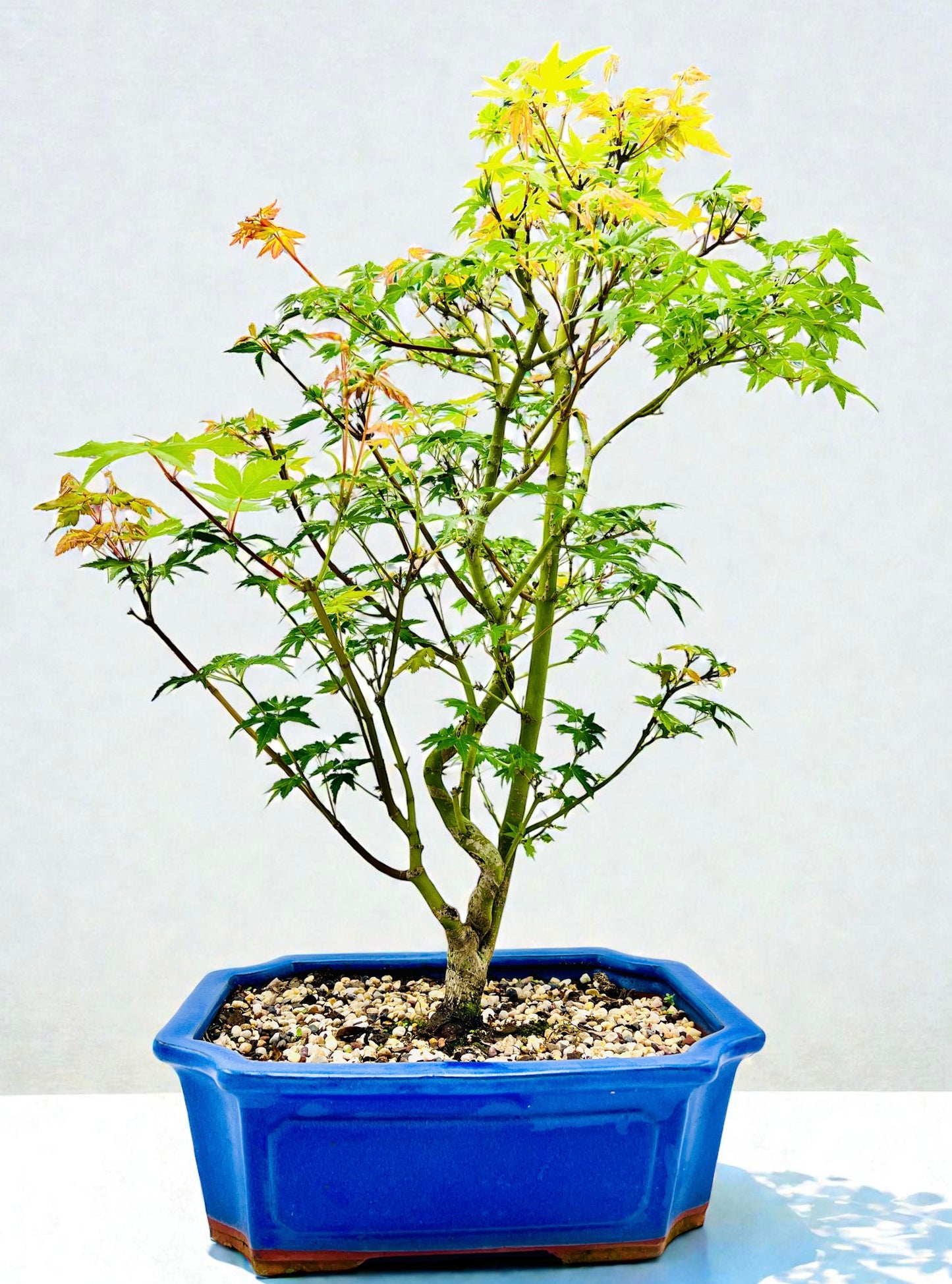 Japanese Maple Bonsai Tree 75cm Tall