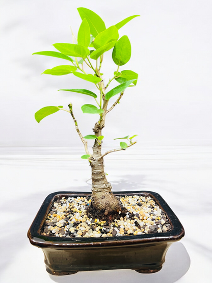 8 Inch Small Leaf Fig Bonsai Tree