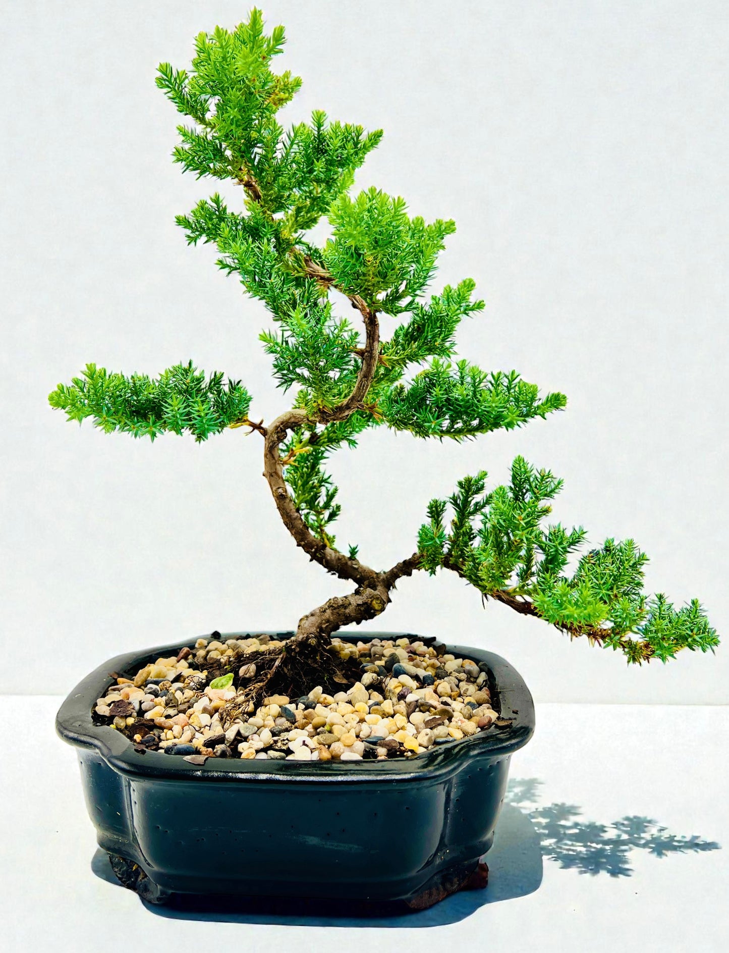 8 Inch Juniper Squamata Bonsai Tree - Black Cloud Pot