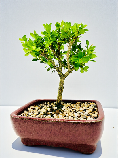 Japanese Boxwood 8" Bonsai Tree