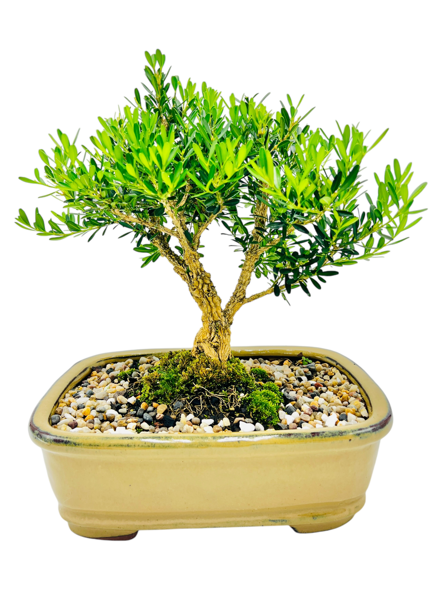 Harlandii Buxus 10" Bonsai Tree