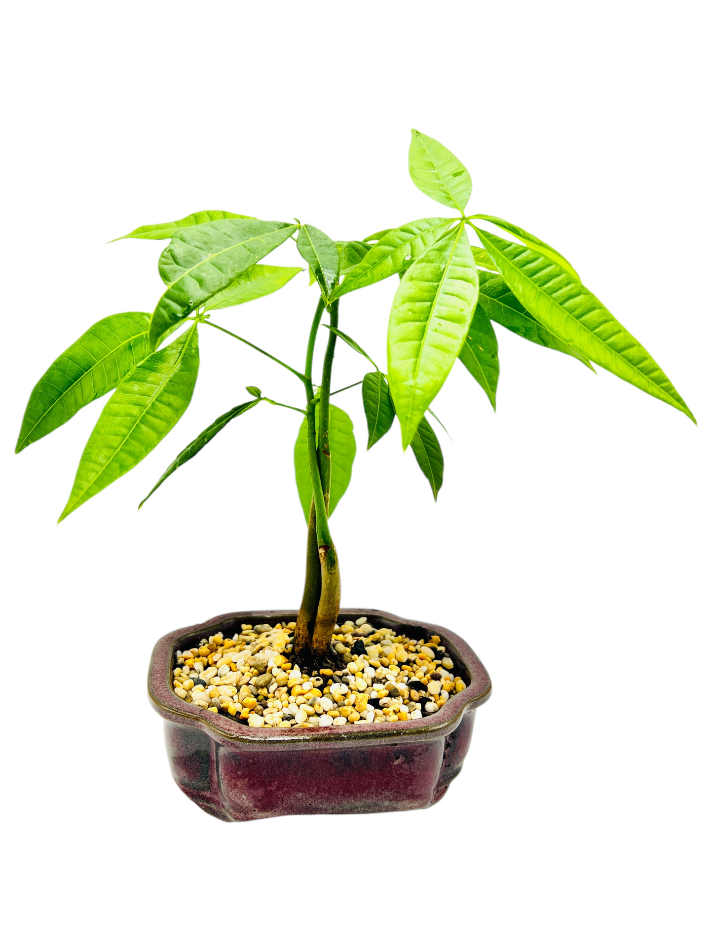 Twin Trunk Indoor Guiana Chestnut “Pachira Aquatica” Bonsai Tree 6 Inch 发财树